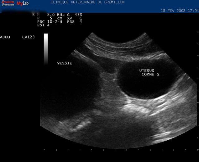 Pyometre d'une chienne