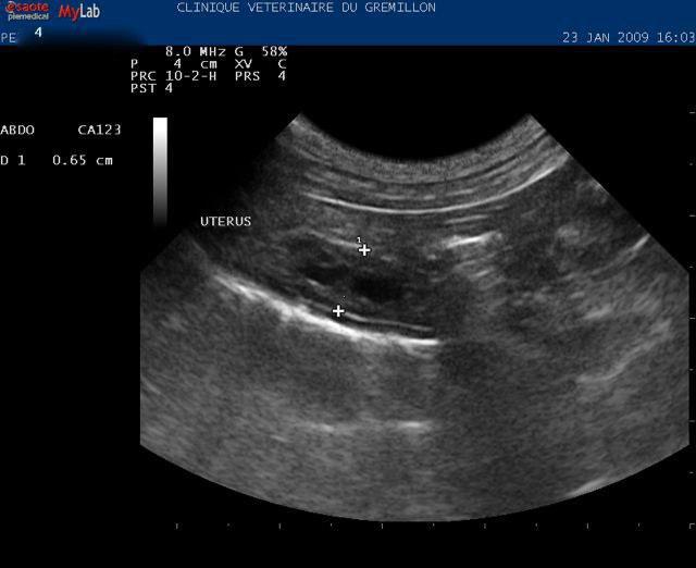 Uterus congestif d'une chienne