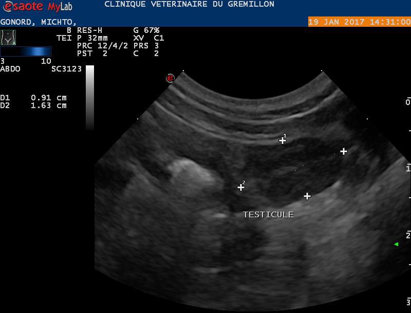 Testicule ectopique d'un chien en region inguinal