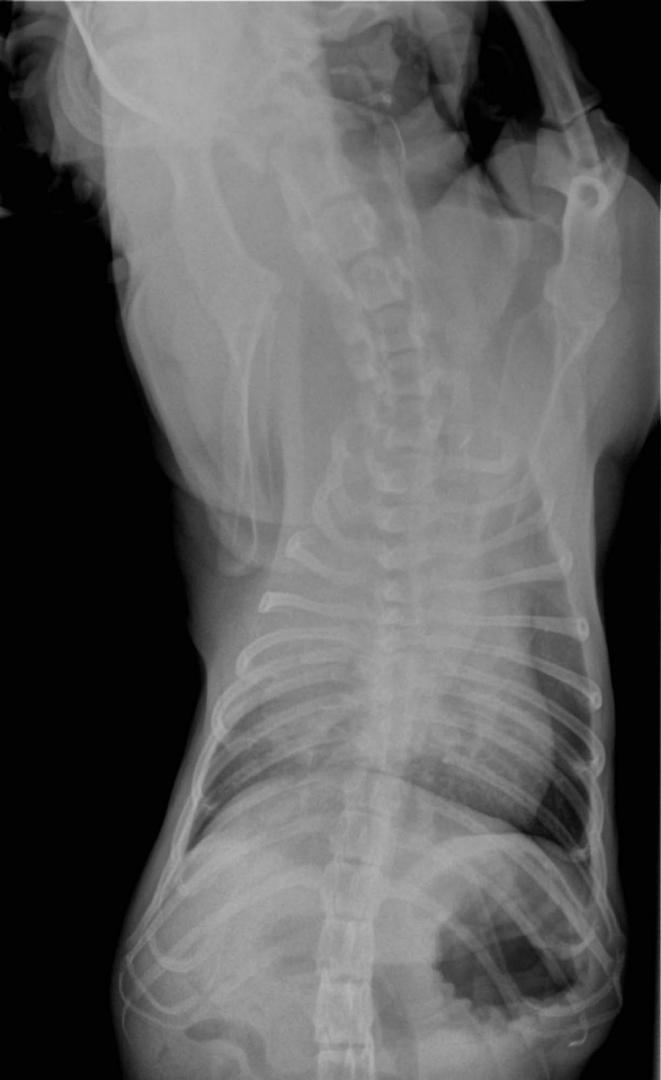 Opacité du lobe cranial droit: ici, torsion de lobe