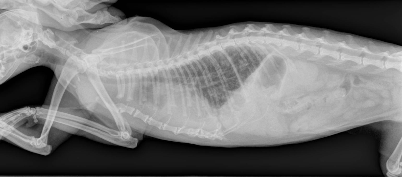 Metastases pulmonaires sur un chat