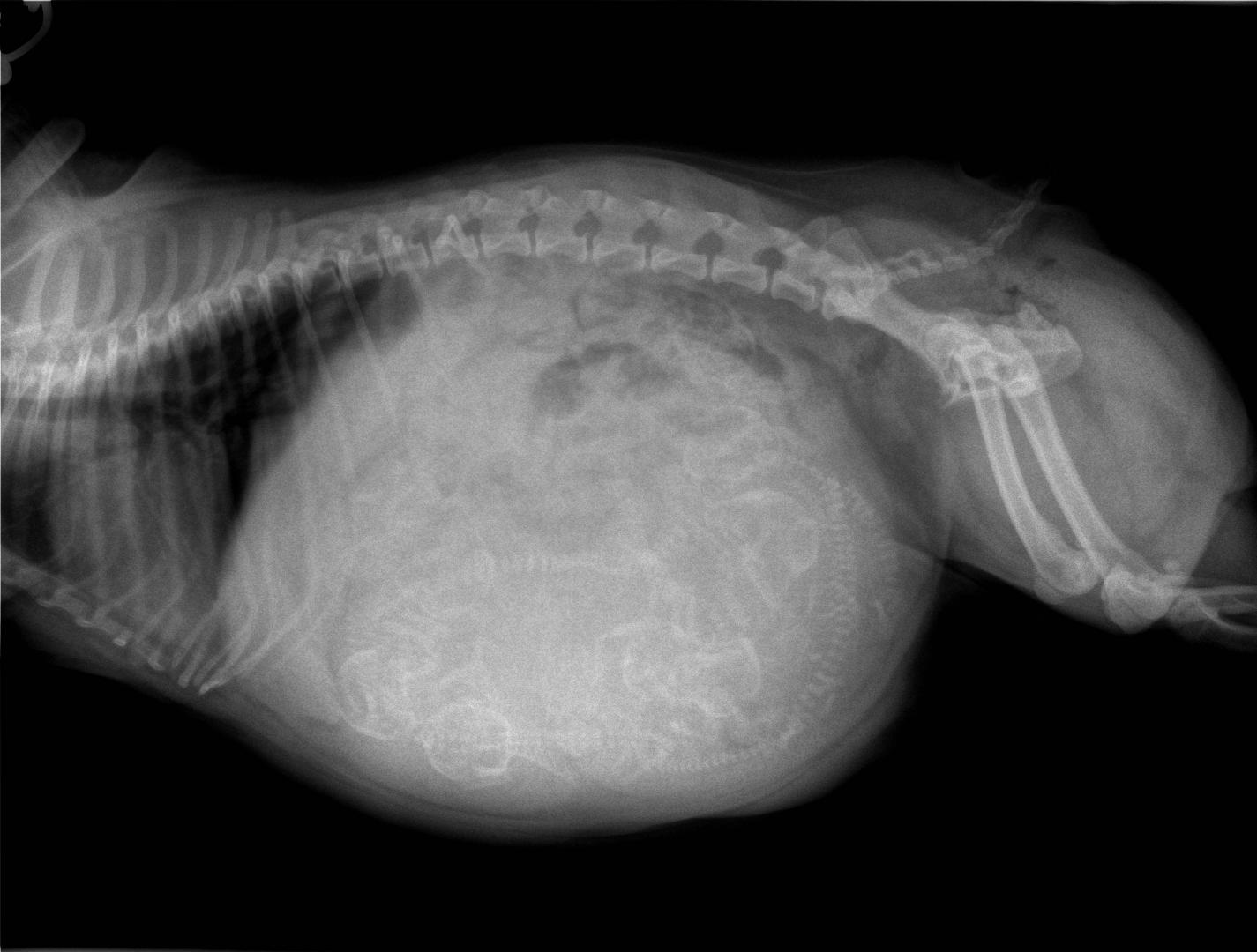 Gestation à 50 jours