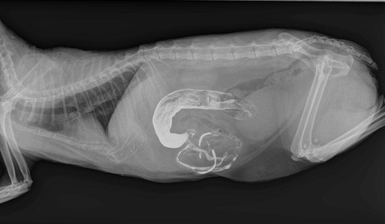 Transit baryté à la recherche d'une occlusion intestinale