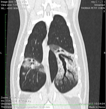 Atelectasie des lobes caudaux G et D suite à de l'asthme