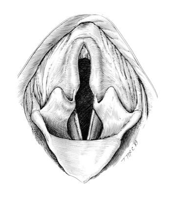 Larynx normal