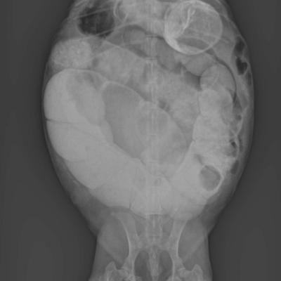 Colon de Lapin surchargé