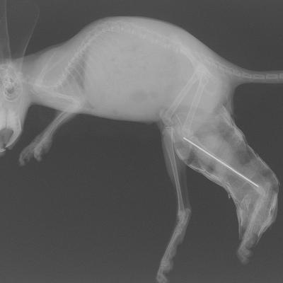 Radio d'un Chinchilla