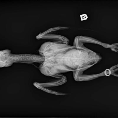 Corps entier d'Oiseau