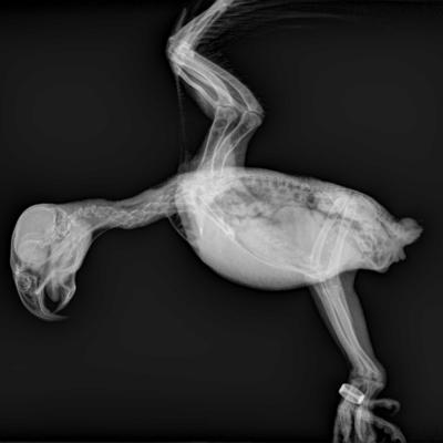 Corps entier d'Oiseau