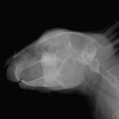 Radio d'une tête de Lapin