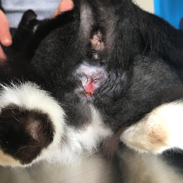 Urestrostomie définitive sur un chat