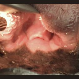 Exploration gorge: Elongation du voile