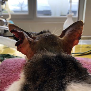 Tumeur du pavillon auriculaire gauche