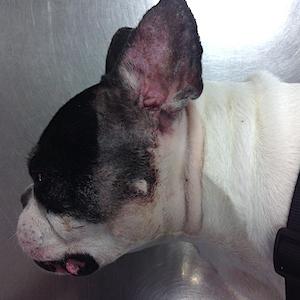 Ablation du conduit auf-ditif