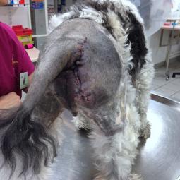 Suutre post opératoire