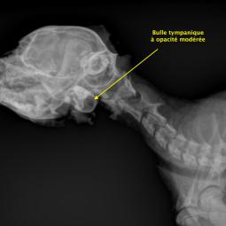 Radio de profile pour l'exploration de la bule tympanique droite