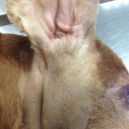 Oreille avant chirurgie