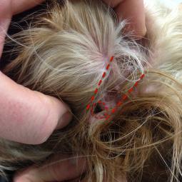 Oreille 2 mois après chirurgie