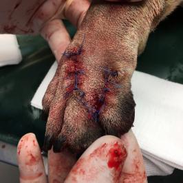 Suture après transposition