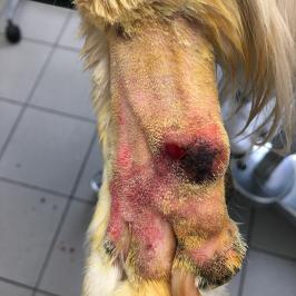 Masse cutanée metatarsienne