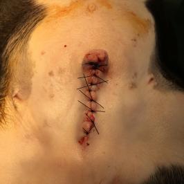 Amputation du penis, suture de la muqueuse puis de la peau