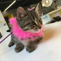 Ouest habillée pour sortir